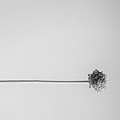 Dry Flower - Black And White Art Photo